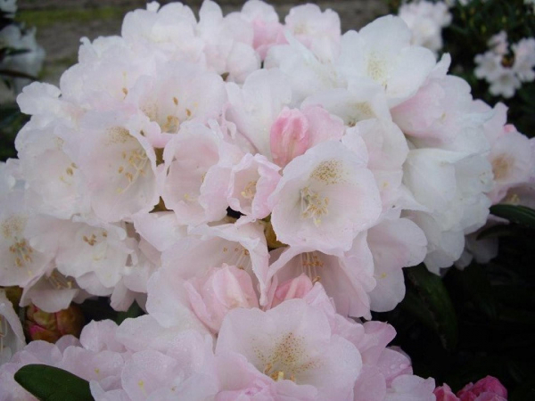 Rhododendron makinoi Makiyak 1