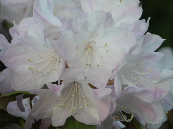 Wild Rhododendron / Alpenrose - Rhododendron metternichii 1