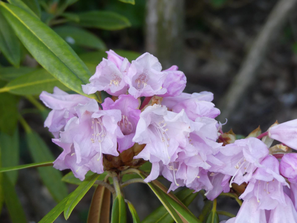 Rhododendron metternichii var. hondoense 1