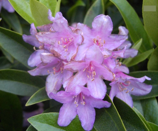 Wild Rhododendron / Alpenrose - Rhododendron minus