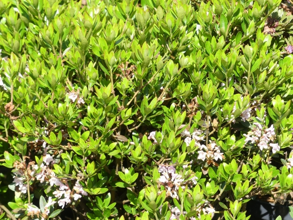 Wild Rhododendron / Alpenrose - Rhododendron myrtifolium