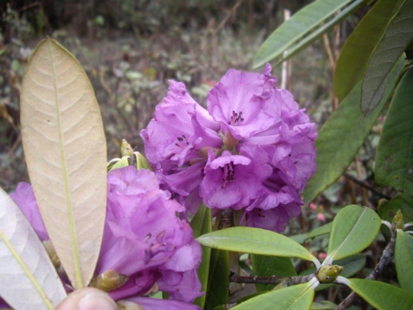 Rhododendron niveum 1