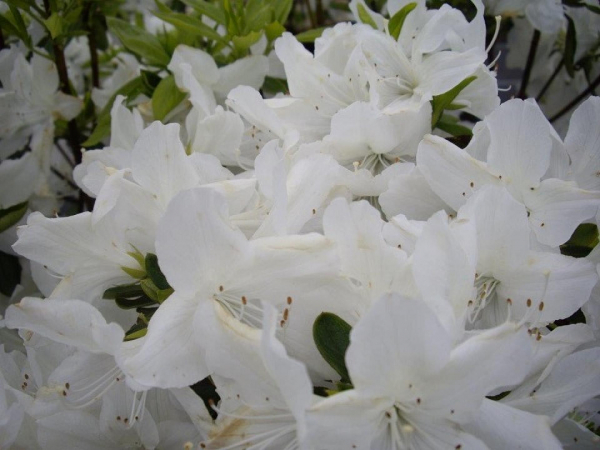 Japanische Azalee Palestrina - Rhododendron obtusum Palestrina