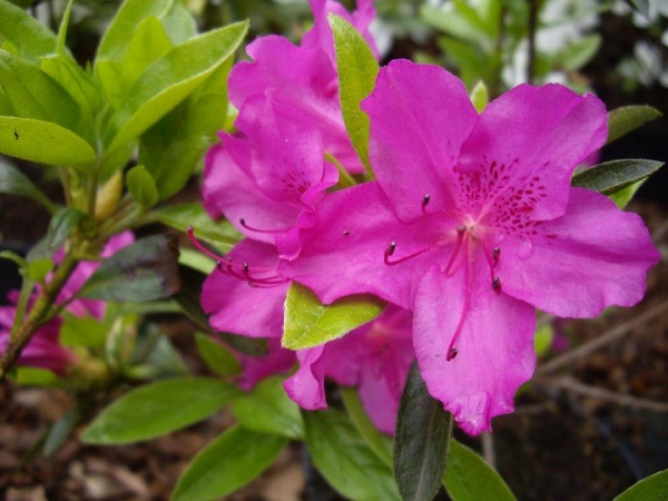 Japanische Azalee Blaue Donau - Rhododendron obtusum Blaue Donau - Syn. Blue Danube