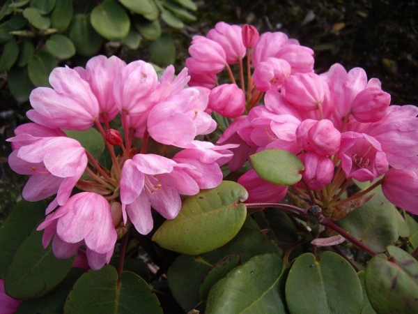 Rhododendron obiculare