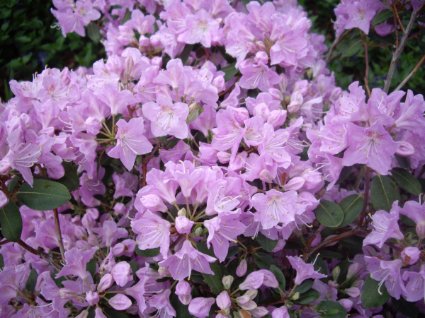 Wild Rhododendron / Alpenrose - Rhododendron oreotrephes