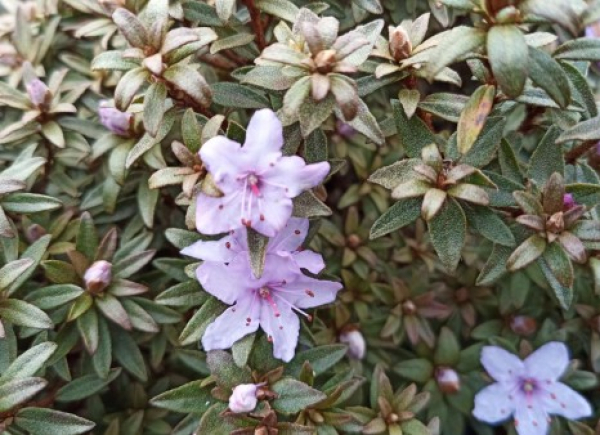 Rhododendron orthocladum 1