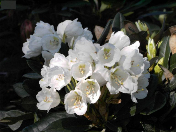 Rhododendron pachysathum Silbervelours 2
