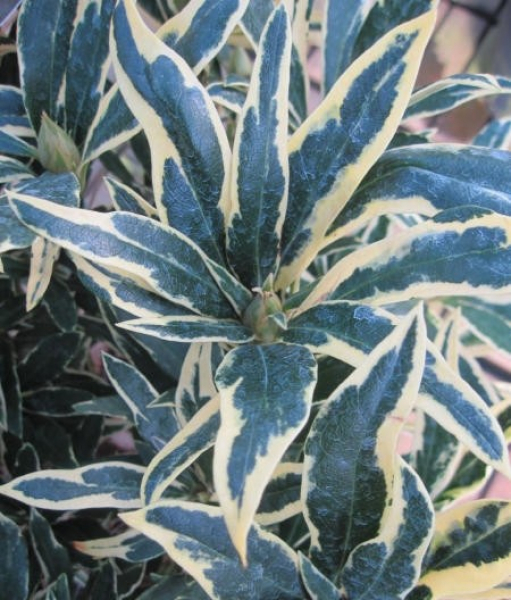 Pontische Rhododendron Variegatum 1