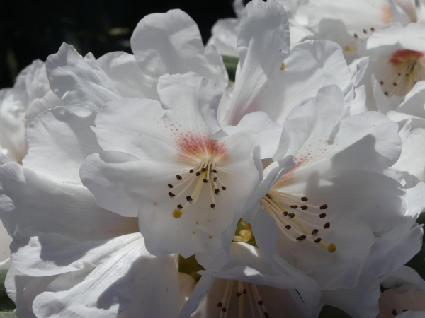 Rhododendron praevernum Osterschnee 1