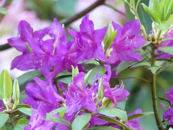 Rhododendron cocinnum var. Pseudoyanthinum