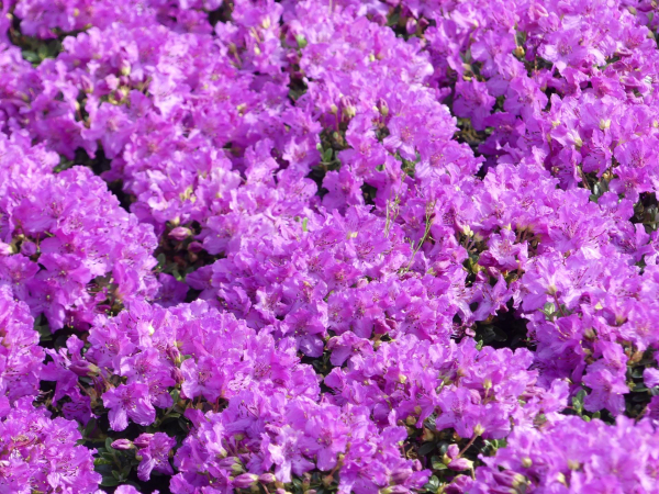 Rhododendron radistrotum Select 1