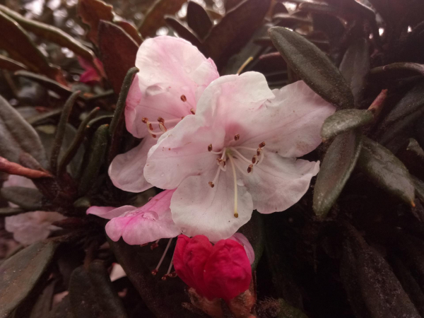Rhododendron recurvoides 1