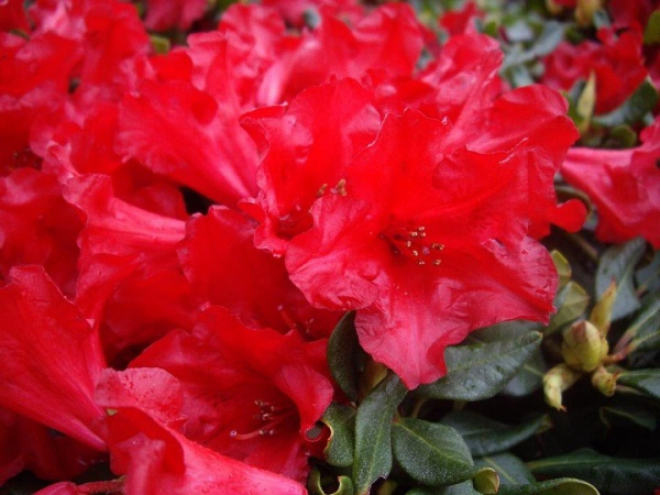 Rhododendron / Alpenrose Baden-Baden - Rhododendron repens Baden-Baden