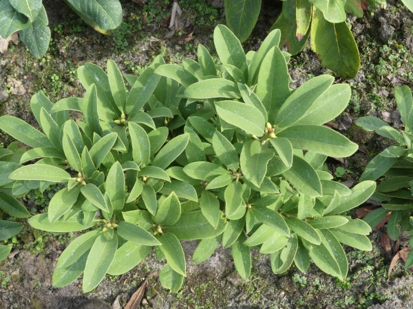 Rhododendron ririei