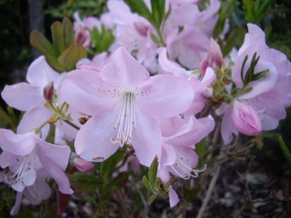Wild Azalee - Rhododendron schlippenbachii