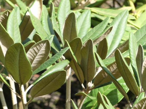 Alpenrose Silberpfeil 1