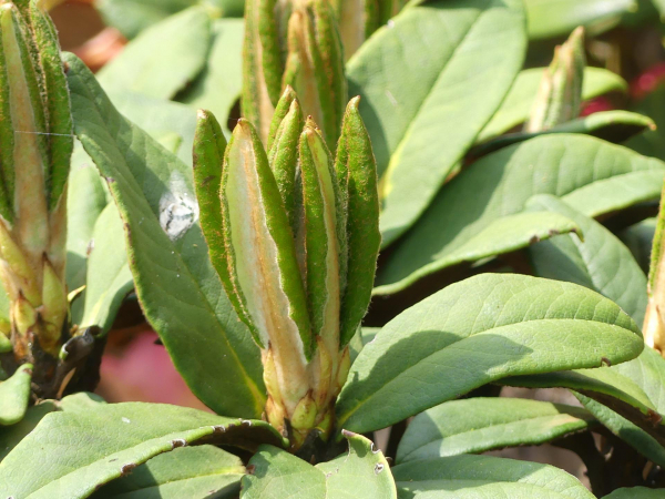 Rhododendron taliense Woolly Dane 1