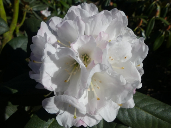 Wild Rhododendron / Alpenrose - Rhododendron traillianum