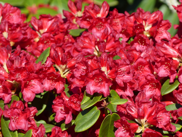 Rhododendron williamsianum Tromba 1