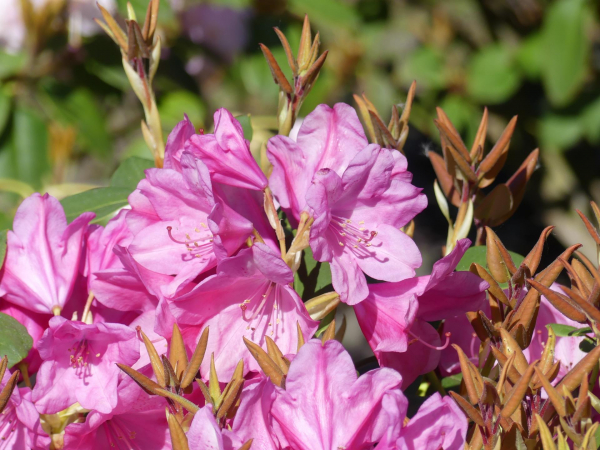 Rhododendron williamsianum Compactum 1