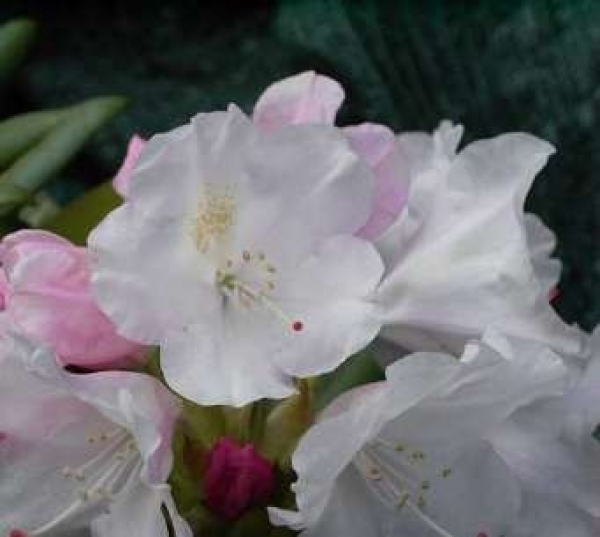 Ball-Rhododendron Grober Typ 1