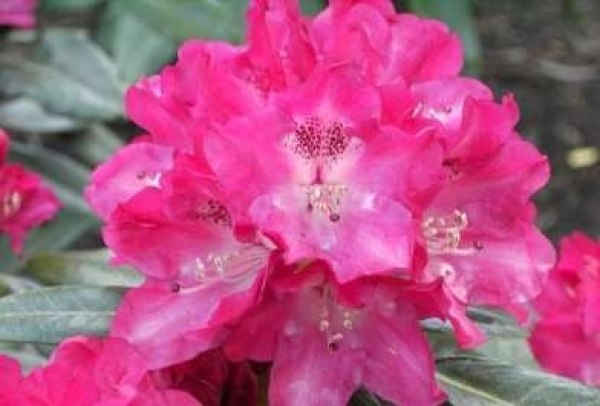 Rhododendron yakushimanum Julischka