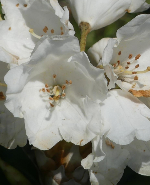 Ball-Rhododendron Yaku-Angel 1