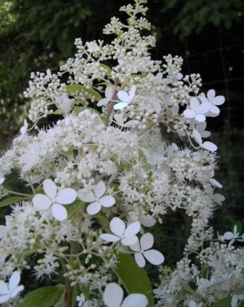 Rispenhortensie Brussels Lace