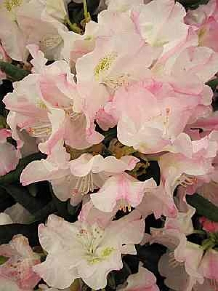 Rhododendron Koichiro Wada Dekora 2