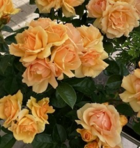 Rosa Hansestadt Rostock 2