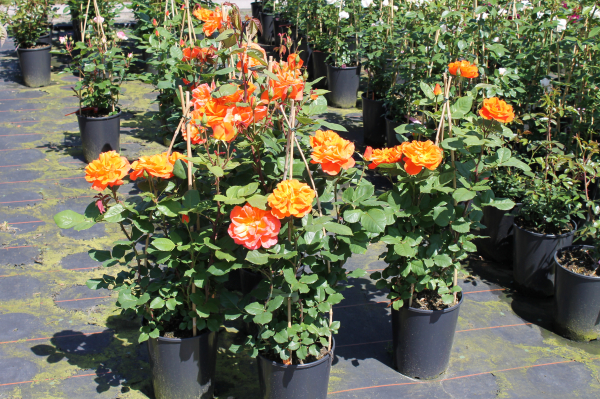 Rose Orange Dawn3