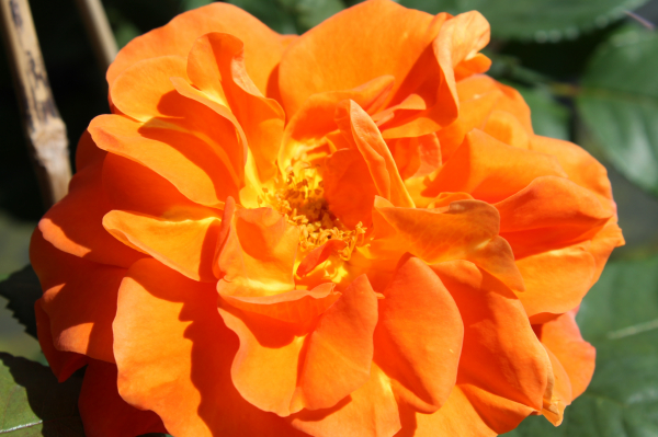 Rose Orange Dawn