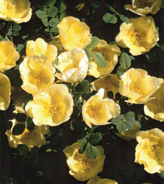 Strauchrose Rosa hugonis 1