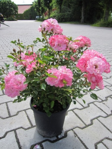 Rose Flirt 2011 1