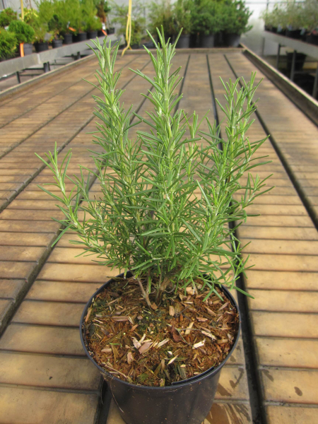 Rosmarinus officinalis Miss Jessops Upright 1