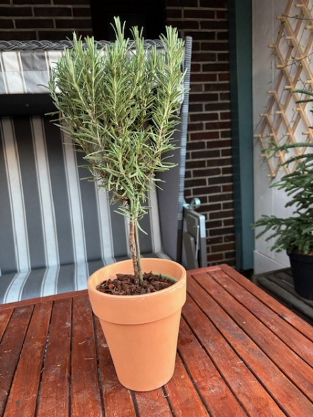 Rosmarinus officinalis Stämmchen 1