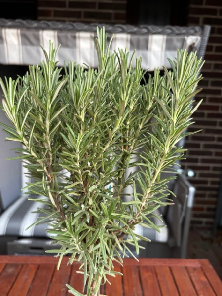 Rosmarinus officinalis Stämmchen 2