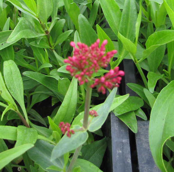Rote Spornblume Coccineus G. Wulff  1