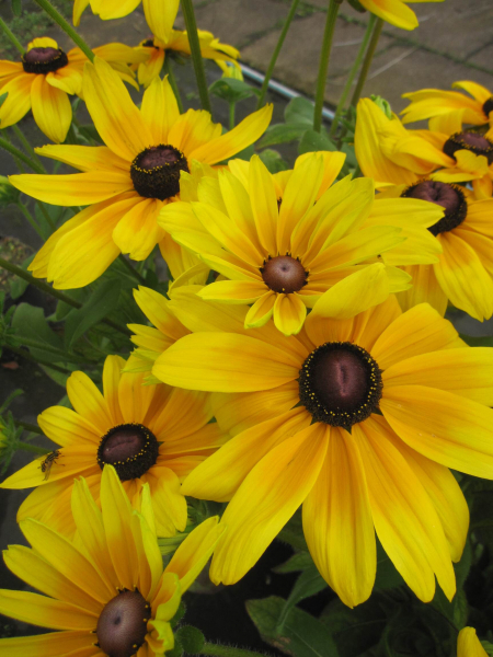Rudbeckia - Sunbeckia ® Maya 1