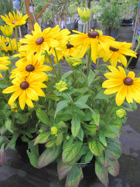 Rudbeckia - Sunbeckia ® Maya 2