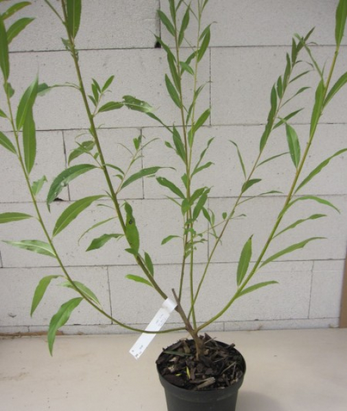 Silberweide 1