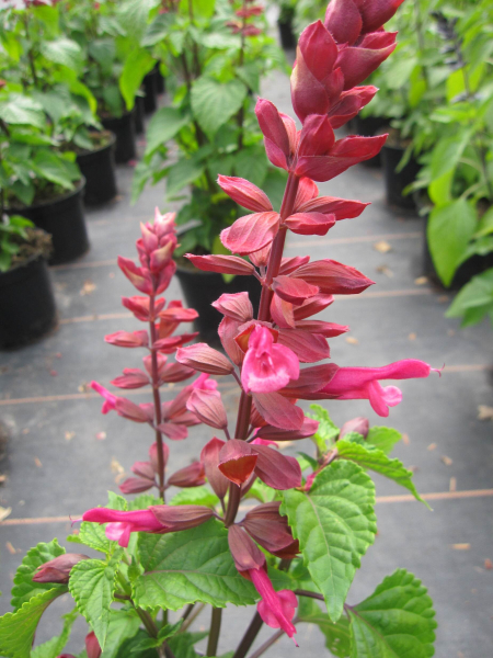 Garten-Blüten-Salbei Rockin Red Flamingo 3