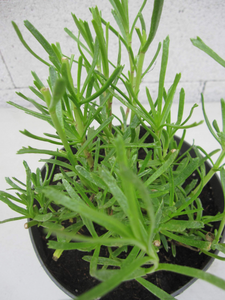Inula crithmoides 1