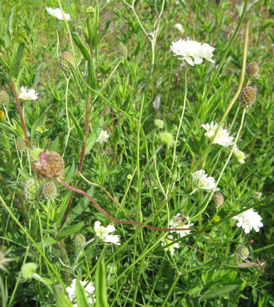 Skabiose Perfecta Weiß - Scabiosa caucasica Perfecta Alba - Bienenmagnet