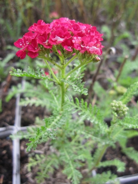 Schafgarbe Pomegranate2