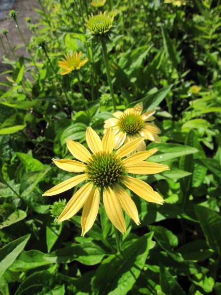 Echinacea purpurea Mellow Yellows 1