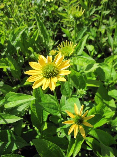 Echinacea purpurea Mellow Yellows 2