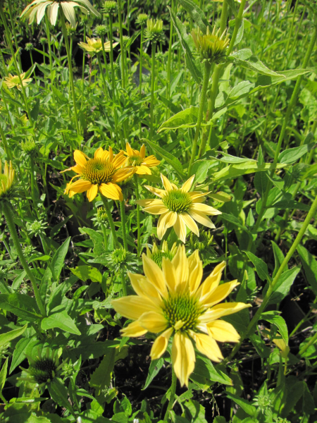 Echinacea purpurea Mellow Yellows 3