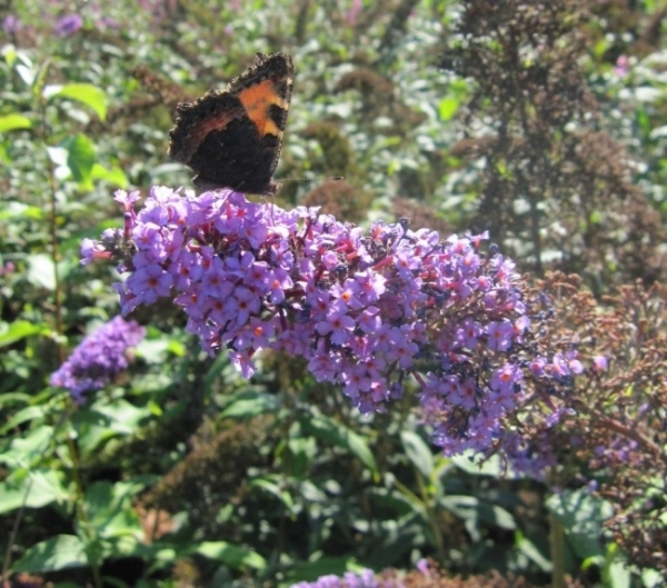 Sommerflieder Camberwell Beauty 1